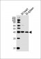 Mouse Mapk11 Antibody (N-term)